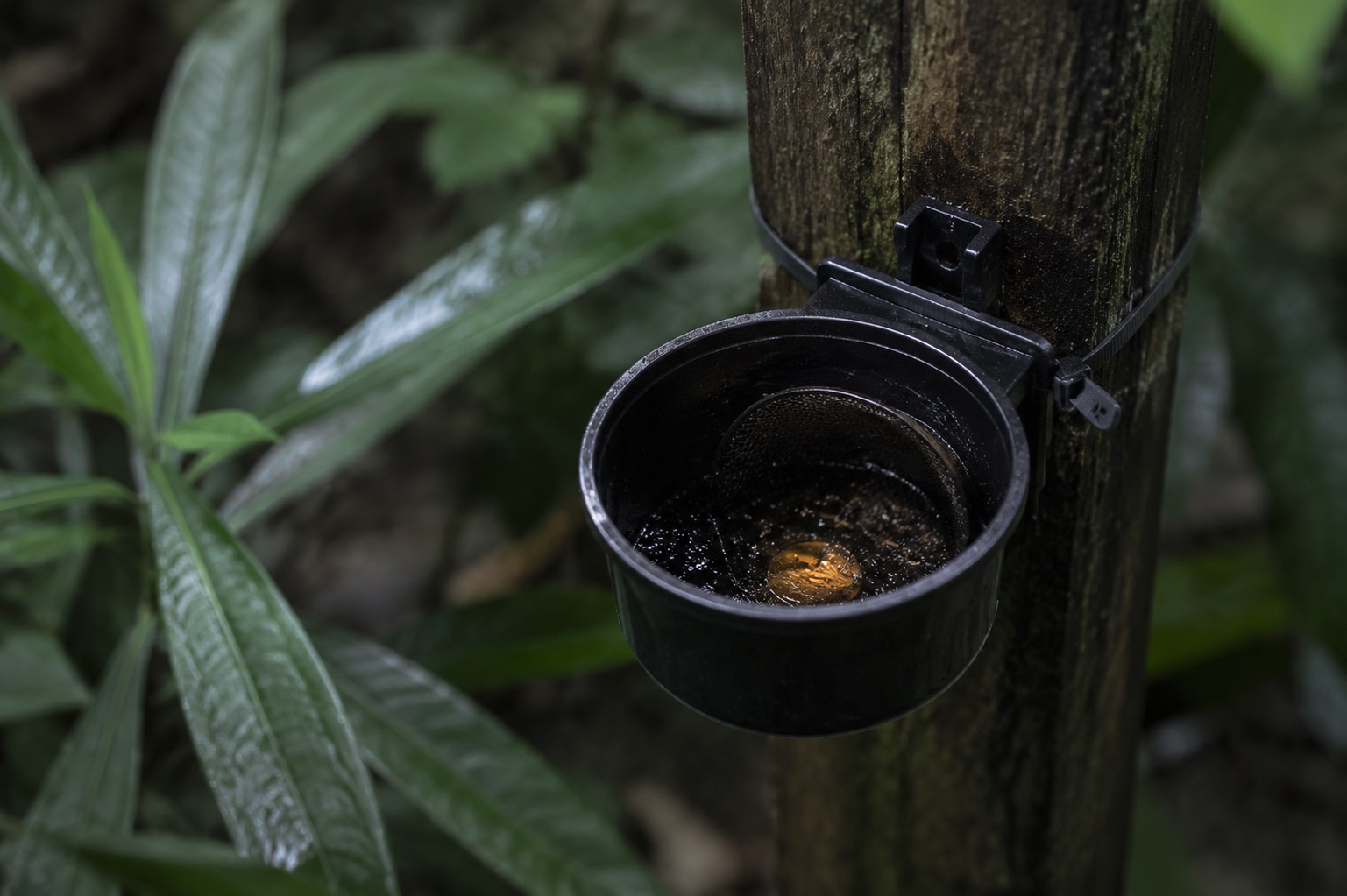 Black lethal ovitrap with net insert mounted on a fence post